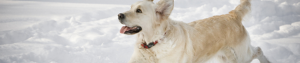 Dog-Yellow-Lab-running-snow-940x198