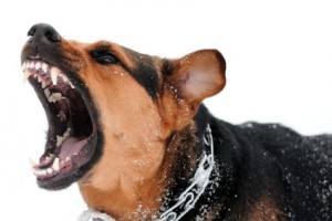 Angry dog with bared teeth